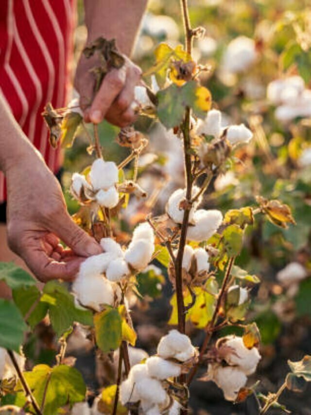 cotton prices futures 2023