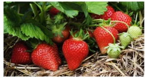 Strawberry farming in marathi