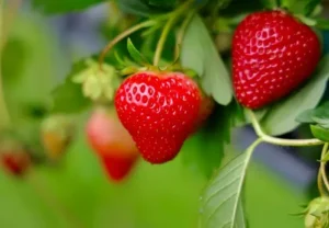 Strawberry farming in marathi