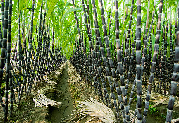 sugarcane cultivation in Maharashtra
