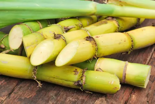 sugarcane cultivation in Maharashtra