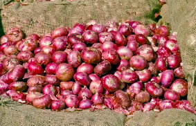 onion farming in martahi